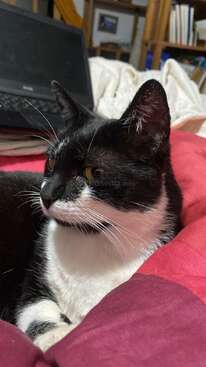 Profile photo of Charmoso