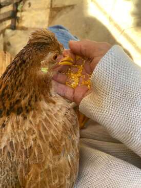 Profile photo of Faísca