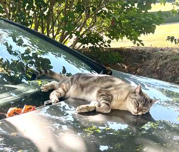 Profile photo of Possum