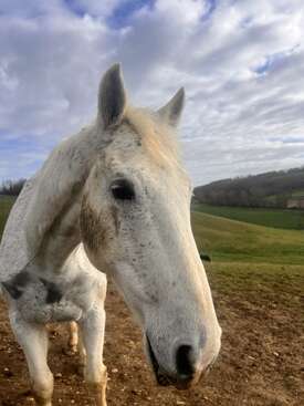 Profile photo of Pimms