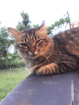 Profile photo of Yoyo