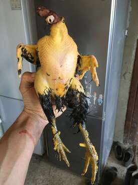 Profile photo of 4 hens