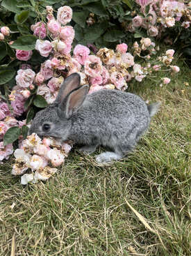 Profile photo of Rabbits and bees