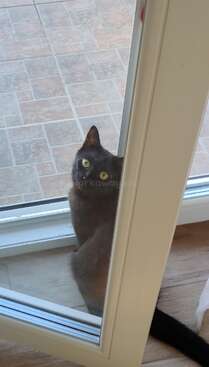 Profile photo of Mici