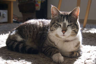 Profile photo of Chatou