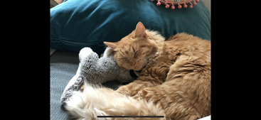 Profile photo of Ginger