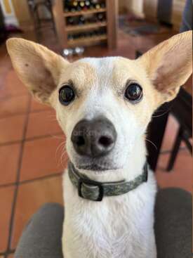 Profile photo of Nacho