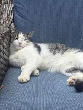 Profile photo of Tito