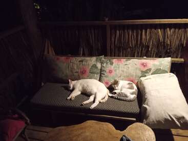 Profile photo of Three cats