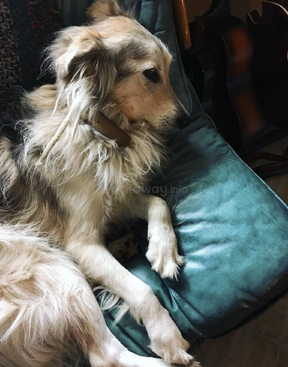 Profile photo of SPOK