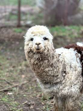 Profile photo of Benito