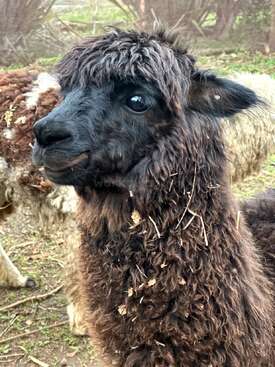 Profile photo of Dori