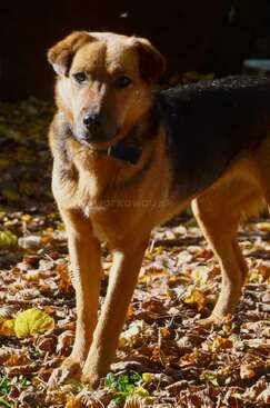 Profile photo of Mimosa