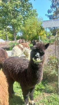 Profile photo of Pingui