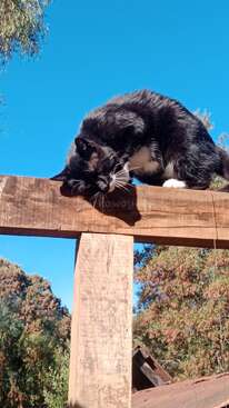 Profile photo of Botitas