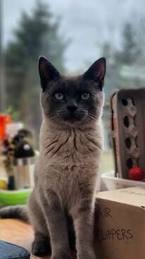 Profile photo of Smokey