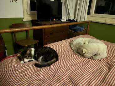 Profile photo of Marironny