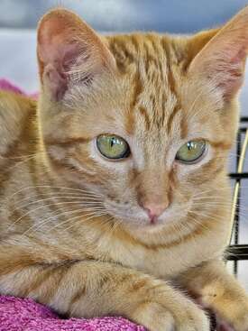 Profile photo of Lina