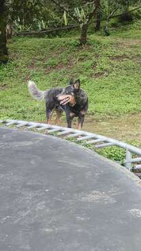 Profile photo of Cheyenne