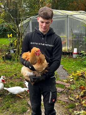 Profile photo of Chickens