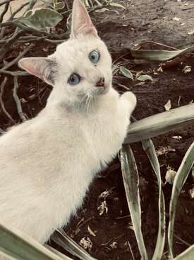 Profile photo of Heali