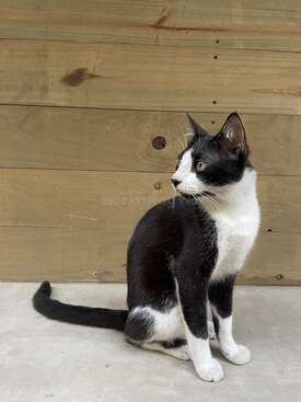 Profile photo of Austero