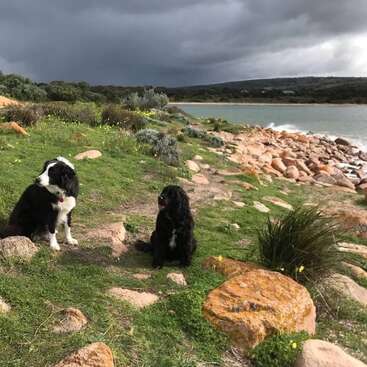 Profile photo of Sox and PJ