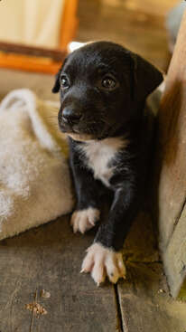 Profile photo of Buju