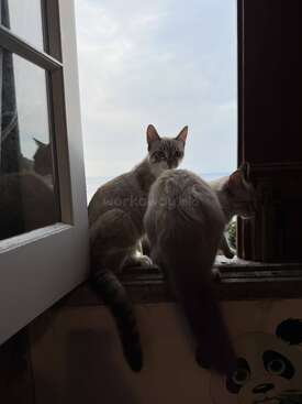 Profile photo of Kima, Kaya