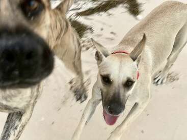 Profile photo of Canela