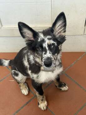 Profile photo of Fibi