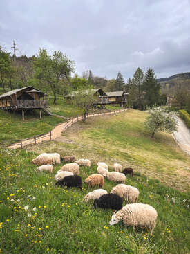 Profile photo of Sheep
