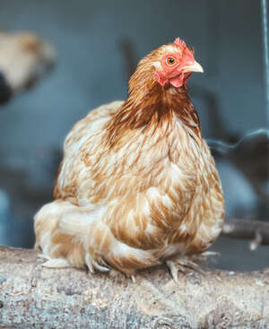 Profile photo of Chickens