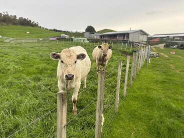 Profile photo of Cows