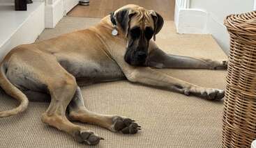 Profile photo of Topaze