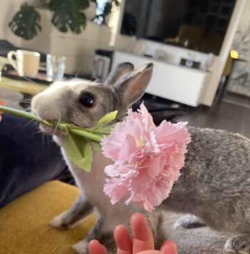 Profile photo of Vaiana