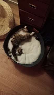 Profile photo of Fee