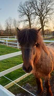 Profile photo of Glodis