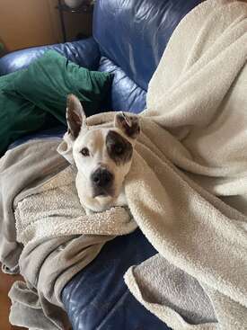 Profile photo of Duke