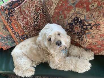 Profile photo of Lulu