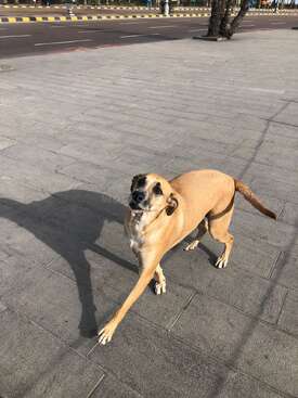Profile photo of Toba