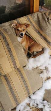 Profile photo of Browny