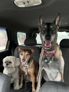 Profile photo of Riley, Fiesta, and Maggie