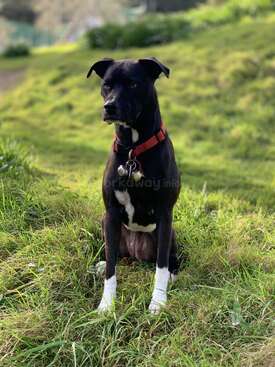 Profile photo of Piper