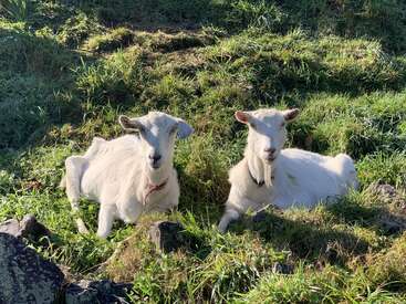 Profile photo of Betty & Wilma