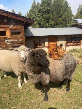 Profile photo of Choco y Dora