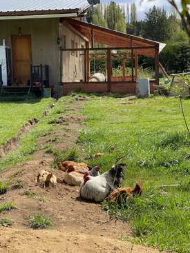 Profile photo of Las Gallinas