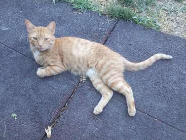 Profile photo of Miau