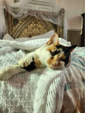 Profile photo of Ari