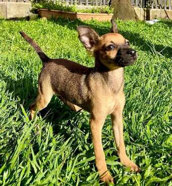 Profile photo of Tika